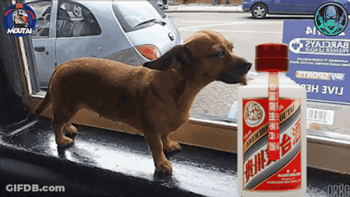 Small Brown Dog Next To Moutai Bottle GIF