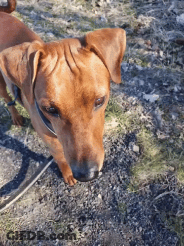 Small Brown Dog On Leash Looking Up GIF