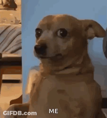 Small Brown Dog Saying Me In Front Of Blue Wall GIF