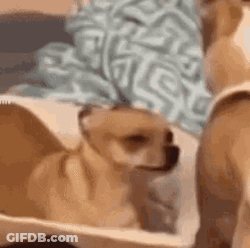 Small Brown Dog Sitting In Box GIF