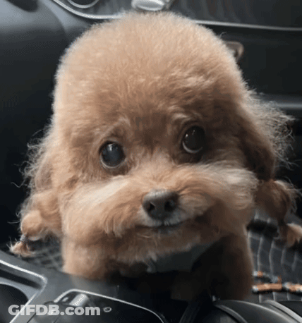 Small Brown Dog Sitting In Car Looking At Camera GIF