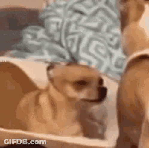 Small Brown Dog Sitting In Crate GIF