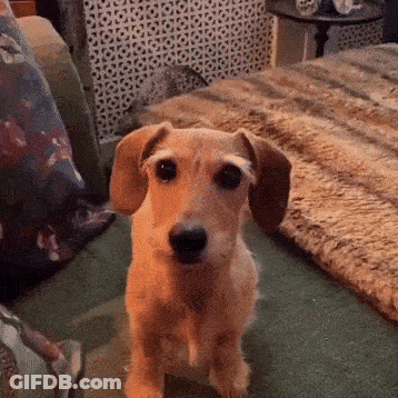 Small Brown Dog Sitting On Couch GIF