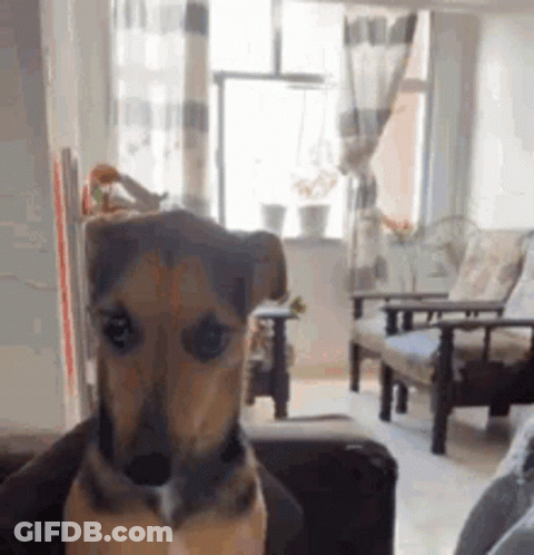 Small Brown Dog Sitting On Couch In Living Room GIF