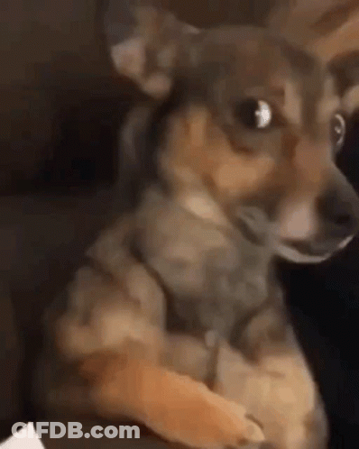 Small Brown Dog Sitting On Lap Looking At Camera GIF