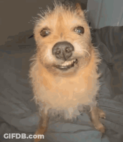 Small Brown Dog Standing On Hind Legs Looking At Camera GIF