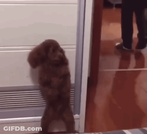 Small Brown Dog Standing GIF