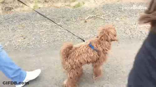 Small Brown Dog Walking On Leash GIF