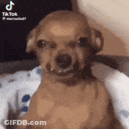 Small Brown Dog Wearing Headphones On Lap GIF