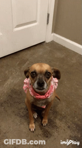 Small Brown Dog Wearing Pink Bandana Sitting GIF