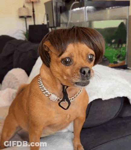 Small Brown Dog Wearing Wig And Chain GIF