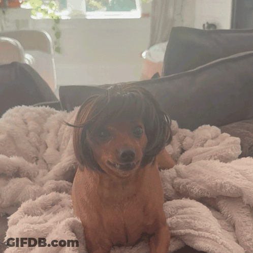 Small Brown Dog Wearing Wig Laying On Blanket GIF