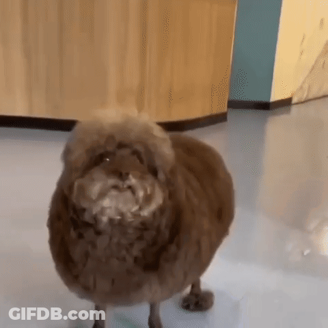 Small Brown Dog With Beard Standing GIF