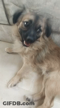 Small Brown Dog With Black Ears GIF