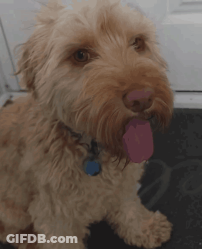 Small Brown Dog With Blue Tag GIF