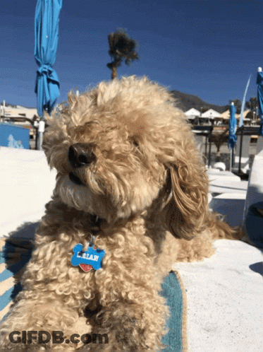 Small Brown Dog With Blue Tag Saying L. Bian GIF