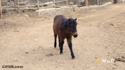 Small Brown Horse Walking In Dirt Field GIF