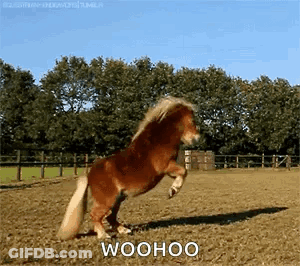 Small Brown Pony Standing On Hind Legs GIF