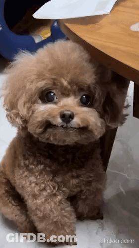 Small Brown Poodle Looking At Camera GIF