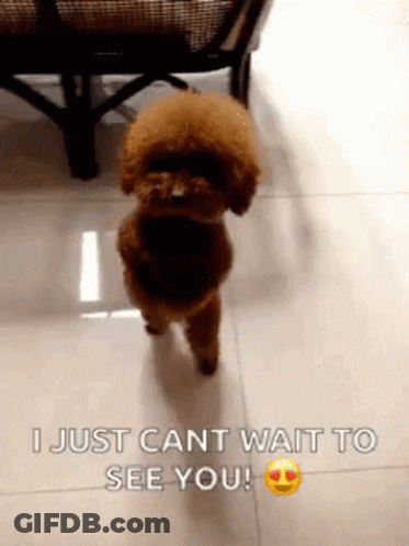 Small Brown Poodle On Tiled Floor Says I Just Can't Wait To See You GIF
