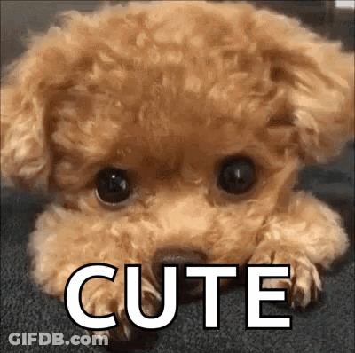 Small Brown Poodle Puppy Lying Down Saying Cute GIF