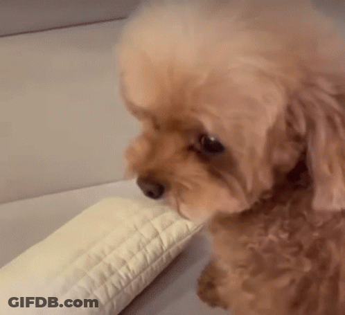 Small Brown Poodle Sitting On Couch Eating Pillow GIF