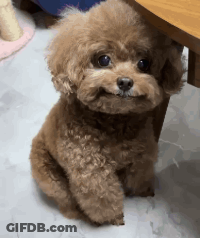 Small Brown Poodle Sitting Under Table GIF