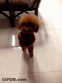 Small Brown Poodle Standing GIF