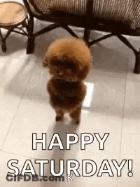 Small Brown Poodle Standing Says Happy Saturday GIF
