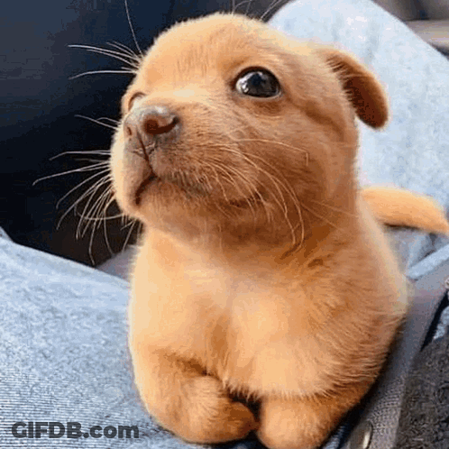 Small Brown Puppy Laying On Lap Looking Up GIF