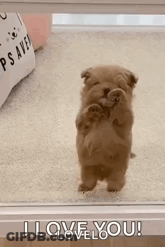 Small Brown Puppy Standing On Hind Legs Saying I Love You GIF