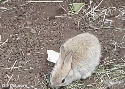 Small Brown Rabbit Eating Grass GIF