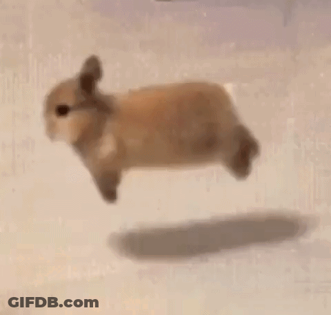 Small Brown Rabbit Flying Through Air GIF