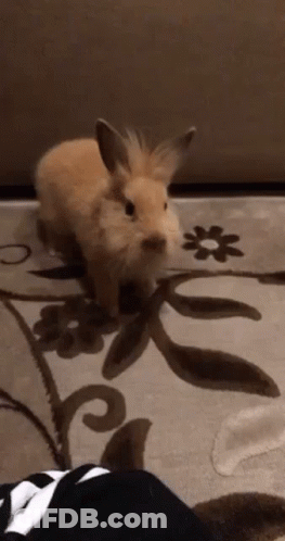 Small Brown Rabbit GIF