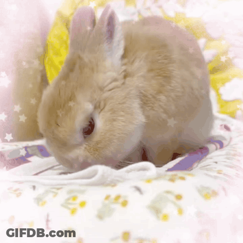 Small Brown Rabbit Laying On Blanket With Yellow Pillow GIF