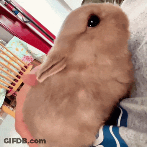 Small Brown Rabbit Laying On Lap GIF