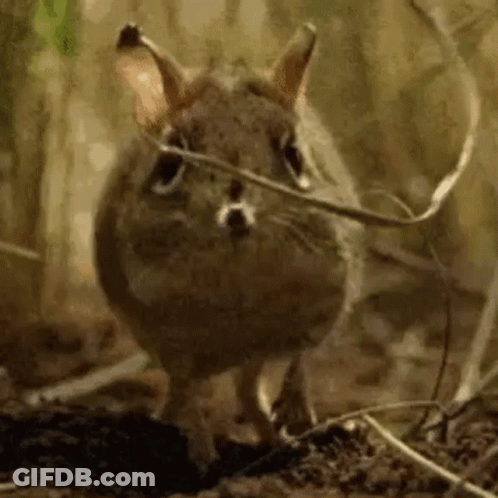 Small Brown Rabbit Looking At Camera GIF