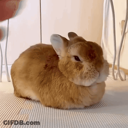 Small Brown Rabbit Lying On Mat GIF