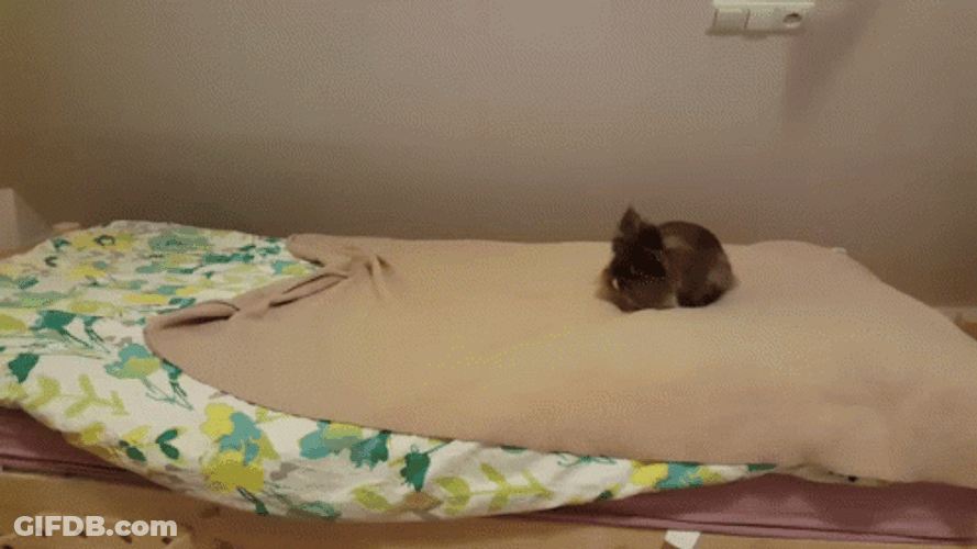 Small Bunny Hopping Onto Bed GIF