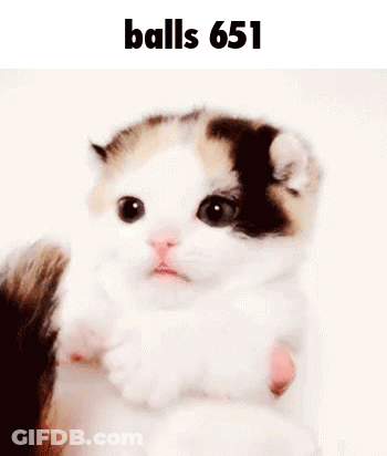 Small Calico Kitten Held In Hands GIF