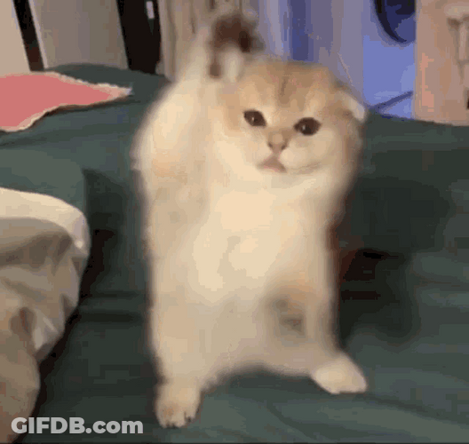Small Cat Dancing Bed Cute Animal Meme GIF