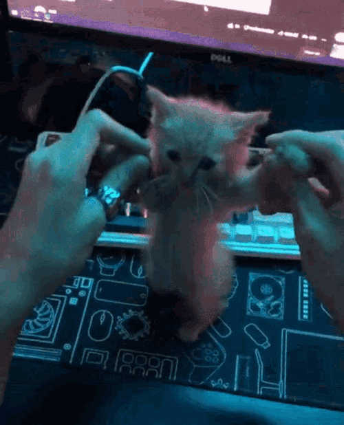 Small Cat Dancing Cute Kitten Computer GIF