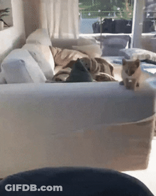 Small Cat Fail Jump GIF