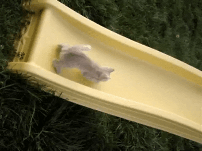 Small Cat Running Up Yellow Slide GIF
