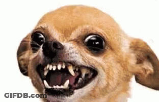 Small Chihuahua Making Funny Face With Mouth Open GIF
