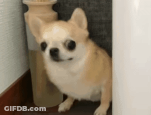 Small Chihuahua Standing Next To Vase On Staircase GIF