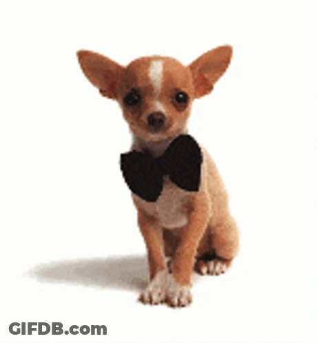 Small Chihuahua Wearing Black Bow Tie Sitting GIF