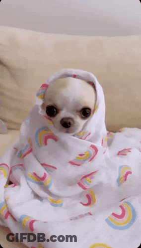 Small Chihuahua Wrapped In Rainbow Blanket GIF