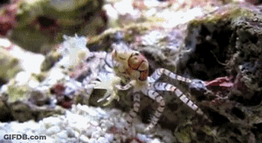 Small Crab Rave GIF