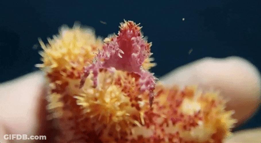 Small Dancing Crab Rave GIF